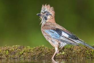 Eurasian Jay (Garrulus glandarius) after a bath, Subotica, Serbia