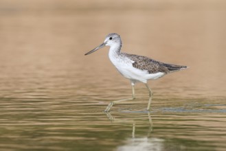 Common Greenshank (Tringa nebularia) foraging, Eilat, Israel