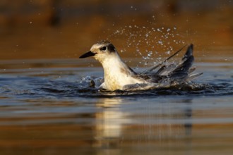 Whiskered Tern (Chlidonias hybrida) juvenile bathing, Castile-La Mancha, Spain
