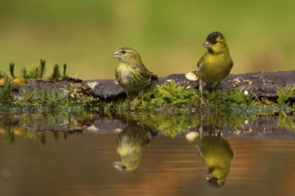 Eurasian Siskin (Spinus spinus) pair, Utrecht, Netherlands