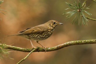 Song Thrush (Turdus philomelos), Utrecht, Netherlands
