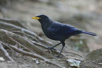 Blue Whistling Thrush (Myophonus caeruleus), Thailand