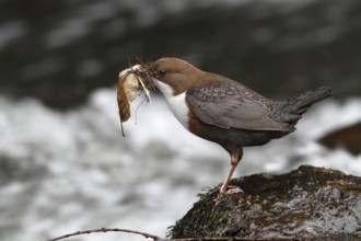 White-throated Dipper (Cinclus cinclus), Lower Saxony, Germany