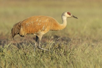 Sandhill Crane (Antigone canadensis), Alaska, USA