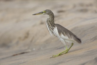 Indian Pond Heron (Ardeola grayii), Sri Lanka