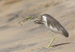 Indian Pond Heron (Ardeola grayii) eating a crab, Sri Lanka