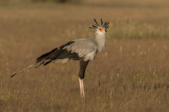 Secretarybird (Sagittarius serpentarius), Northern Cape, South Africa