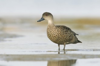 Grey Teal (Anas gracilis), Victoria, Australia