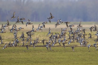 Eurasian Wigeon (Mareca penelope) flock flying, Netherlands