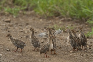 Helmeted Guineafowl (Numida meleagris) juvenile, Mpumalanga, South Africa