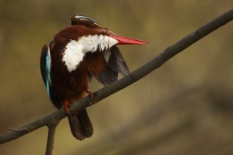 White-throated Kingfisher (Halcyon smyrnensis) preening, Rajasthan, India