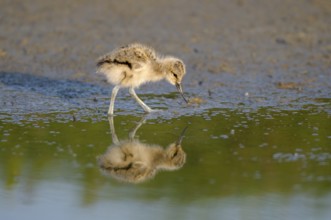 Saebelschnaebler (Recurvirostra avosetta), Avocet, Jungvogel bei der Nahrungssuche, mit Spiegelung,