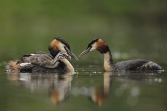Great Crested Grebe (Podiceps cristatus) with juvenile, North Rhine-Westphalia, Germany
