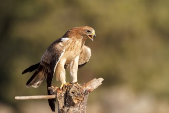 Booted Eagle (Hieraaetus pennatus) juvenile, Castile and Leon, Spain