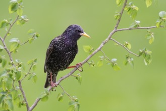 Common Starling (Sturnus vulgaris), Brandenburg, Germany