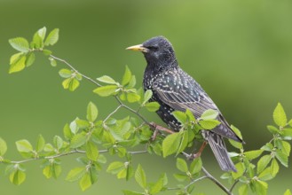 Common Starling (Sturnus vulgaris), Brandenburg, Germany