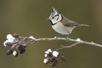 European Crested Tit (Lophophanes cristatus), Rhineland-Palatinate, Germany