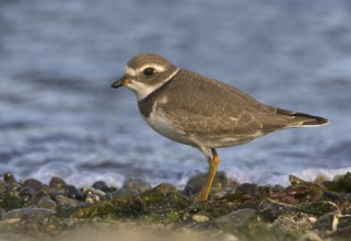 Semipalmated Plover (Charadrius semipalmatus), British Columbia, Canada