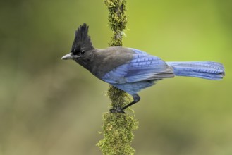 Steller's Jay (Cyanocitta stelleri), British Columbia, Canada