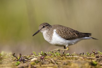 Common Sandpiper (Actitis hypoleucos), North Rhine-Westphalia, Germany