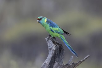 Mallee Ringneck (Barnardius zonarius barnardi) male perched on an old tree stump, Victoria,