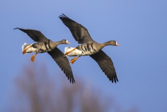 Greater White-fronted Goose (Anser albifrons) flying, North Rhine-Westphalia, Germany
