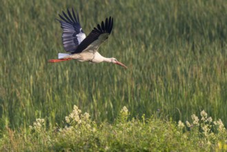 White Stork (Ciconia ciconia) flying, Netherlands