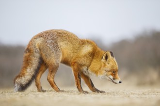 Rotfuchs, Vulpes vulpes Red Foxs, Vulpes vulpes