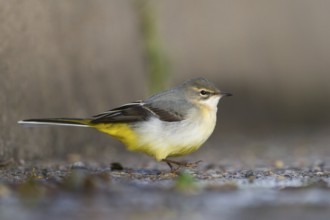 Grey Wagtail (Motacilla cinerea), Schleswig-Holstein, Germany