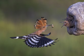 Eurasian Hoopoe (Upupa epops) feeding chicks in breeding cavity, Saxony-Anhalt, Germany