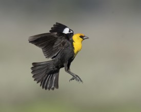 Yellow-headed Blackbird (Xanthocephalus xanthocephalus) male flying, California, USA