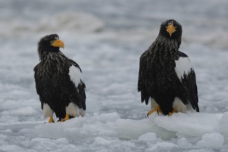 Steller's Sea Eagle (Haliaeetus pelagicus), Hokkaido, Japan