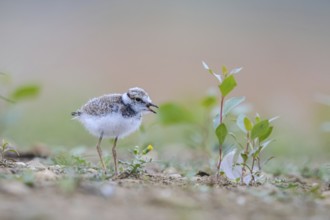 Little Ringed Plover (Charadrius dubius) juvenile, North Rhine-Westphalia, Germany