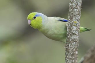Pacific Parotlet (Forpus coelestis) perched on a branch in southern Ecuador