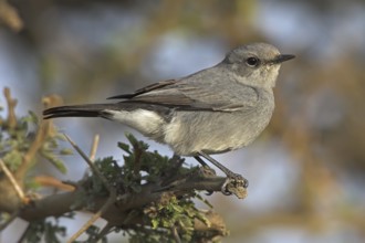 Blackstart (Oenanthe melanura), Oman