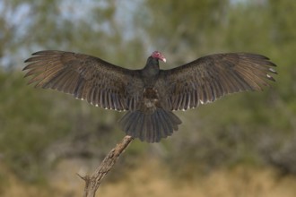 Turkey Vulture (Cathartes aura), Texas, USA