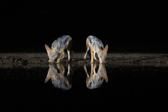 Black-backed Jackal (Canis mesomelas) two adult drinking at waterhole at night, South Africa
