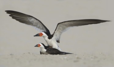 Black Skimmer (Rynchops niger), Texas, USA
