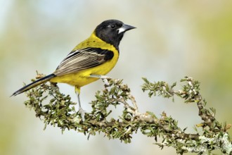 Audubon's Oriole (Icterus graduacauda), Texas, USA