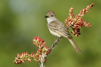 Ash-throated Flycatcher (Myiarchus cinerascens), Arizona, USA