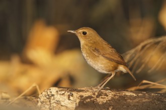 Lesser Shortwing (Brachypteryx leucophris), Doi Lang, Thailand