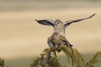 Common Kestrel (Falco tinnunculus) pair mating, Saxony, Germany