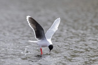 Hunting little gull (Hydrocoloeus minutus, Larus minutus) adult in summer plumage in flight