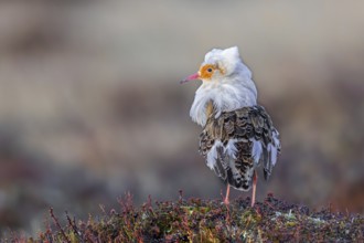 Ruff (Calidris pugnax) satellite male with white ruff in breeding plumage at lek in spring,