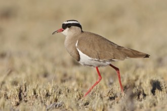Crowned Lapwing (Vanellus coronatus), Northern Cape, South Africa