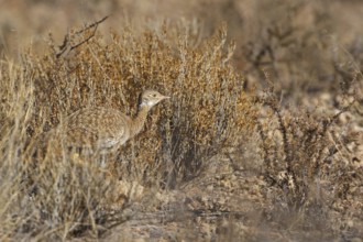 Northern Black Korhaan (Afrotis afraoides) female, Northern Cape, South Africa