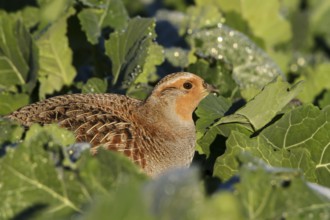 Grey Partridge (Perdix perdix), Thuringia, Germany
