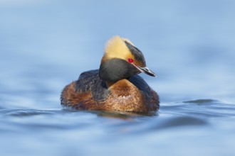 Horned Grebe (Podiceps auritus), Myvatn, Iceland