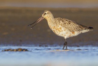 Bar-tailed Godwit (Limosa lapponica) feeding along a river in Nome, Alaska