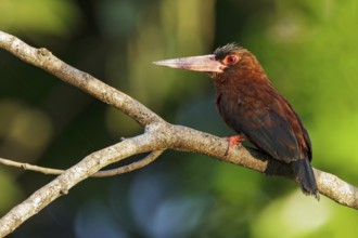Purus Jacamar (Galbalcyrhynchus purusianus) perched on a branch in Manu National Park, Peru